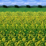 Sommerfugle - Klik for stort billede Sommerfugl