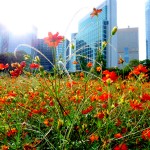 Hamarikyu Gardens, Tsukijishijō Hamarikyu Gardens, Tsukijishijō