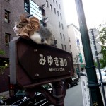 Levende reklamesøjle, Ginza Levende reklamesøjle, Ginza