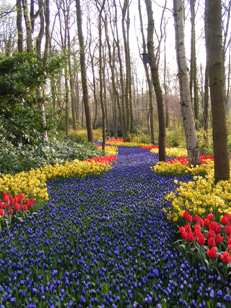 klik for at komme tilbage Her skulle have været et billede fra Keukenhof.