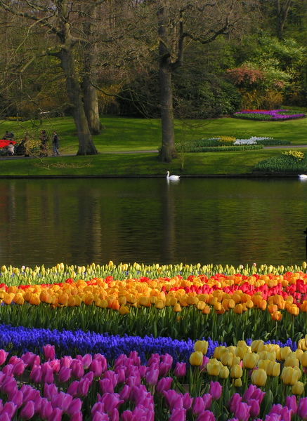 klik for at komme tilbage Her skulle have været et billede fra Keukenhof.