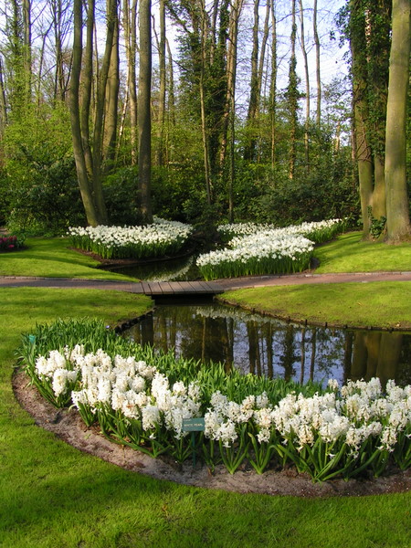 klik for at komme tilbage Her skulle have været et billede fra Keukenhof.