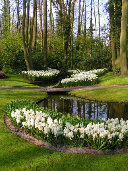 Her skulle have været et billede fra Keukenhof.