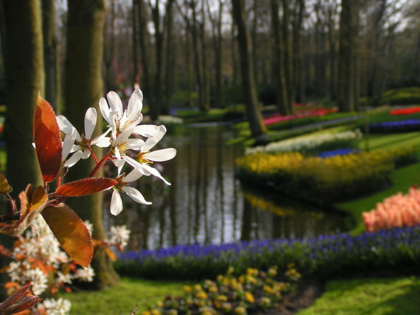 klik for at komme tilbage Her skulle have været et billede fra Keukenhof.
