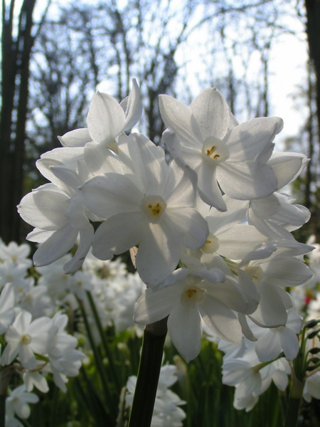 klik for at komme tilbage Her skulle have været et billede fra Keukenhof.