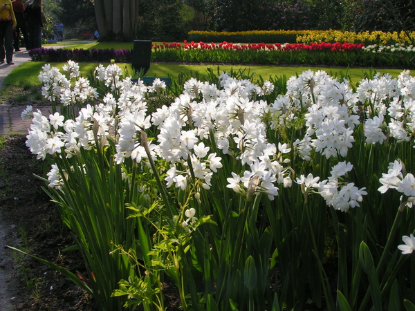 klik for at komme tilbage Her skulle have været et billede fra Keukenhof.