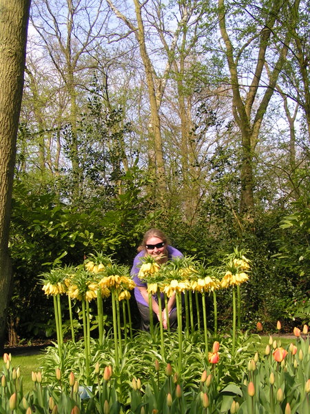 klik for at komme tilbage Her skulle have været et billede fra Keukenhof.