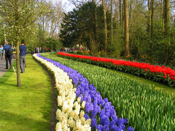 klik for at komme tilbage Her skulle have været et billede fra Keukenhof.