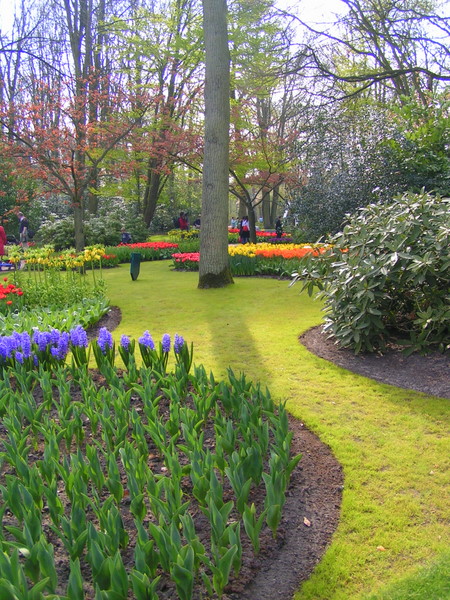klik for at komme tilbage Her skulle have været et billede fra Keukenhof.