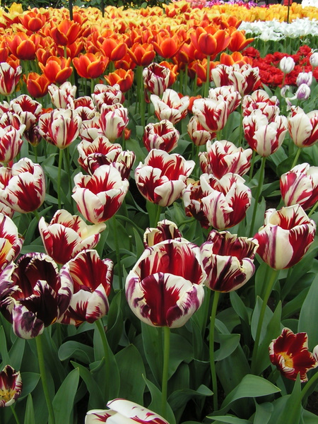 Her skulle have været et billede fra Keukenhof.