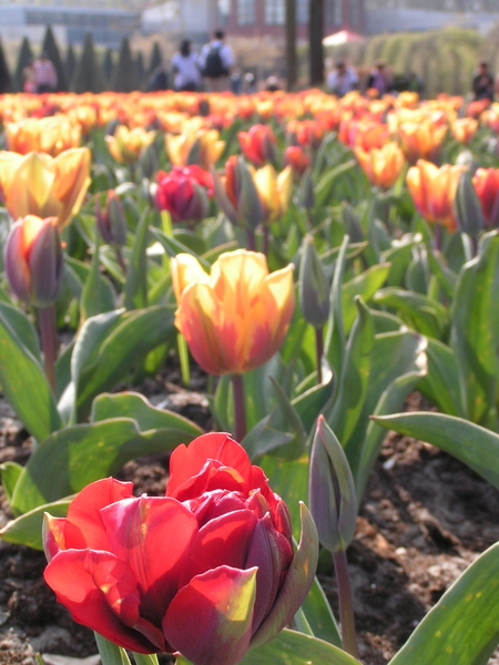 klik for at komme tilbage Her skulle have været et billede fra Keukenhof.