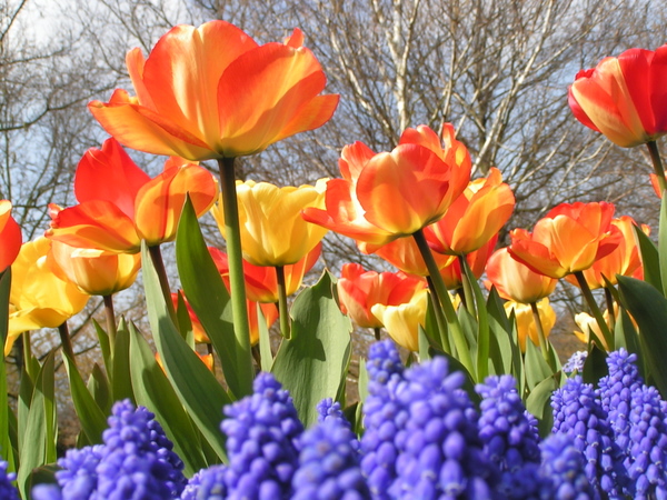 klik for at komme tilbage Her skulle have været et billede fra Keukenhof.
