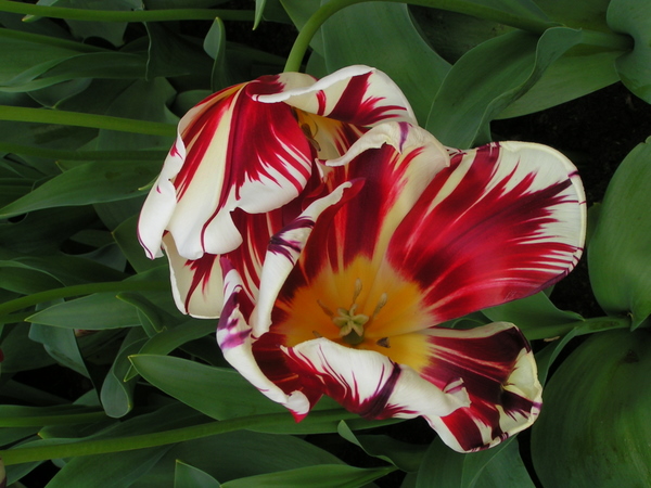 klik for at komme tilbage Her skulle have været et billede fra Keukenhof.
