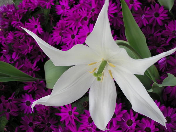 Her skulle have været et billede fra Keukenhof.