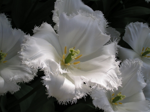 Her skulle have været et billede fra Keukenhof.