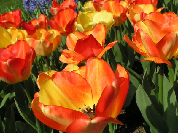 Her skulle have været et billede fra Keukenhof.