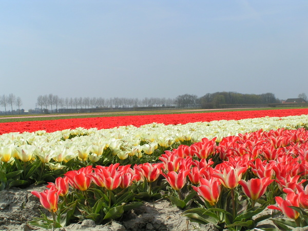 Her skulle have været et billede fra de hollandske tulipanmarker omkring Lisse.