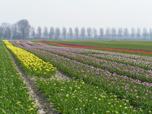 Her skulle have været et billede fra de hollandske tulipanmarker omkring Lisse.