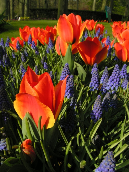 klik for at komme tilbage Her skulle have været et billede fra Keukenhof.