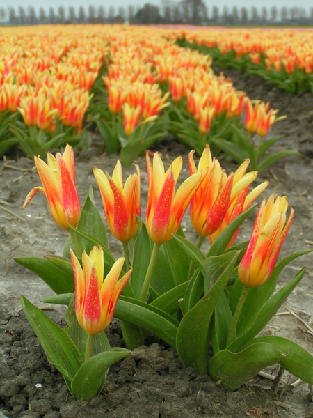 Her skulle have været et billede fra de hollandske tulipanmarker omkring Lisse.