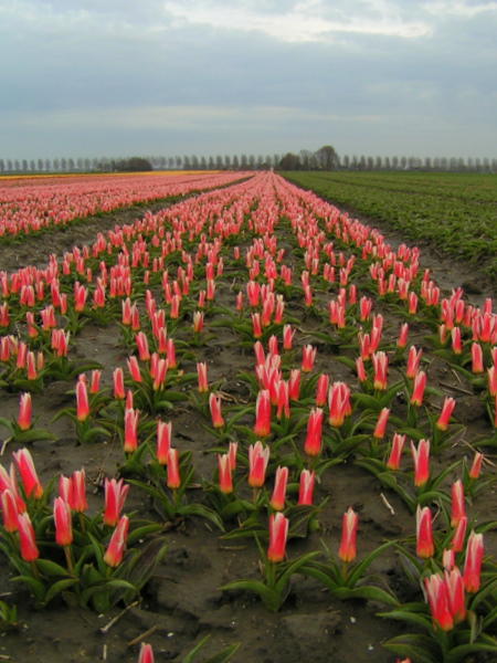 Her skulle have været et billede fra de hollandske tulipanmarker omkring Lisse.