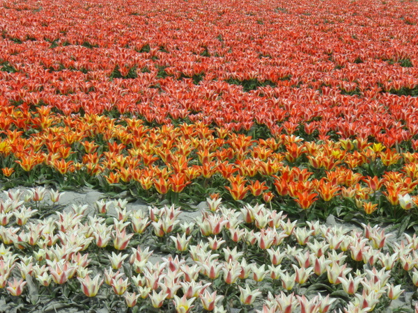 Her skulle have været et billede fra de hollandske tulipanmarker omkring Lisse.