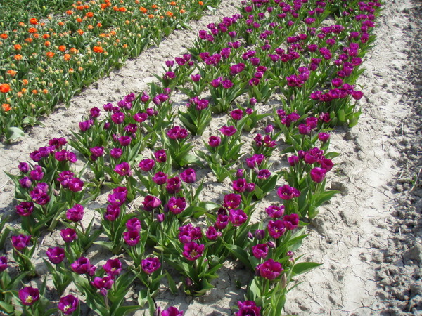 Her skulle have været et billede fra de hollandske tulipanmarker omkring Lisse.