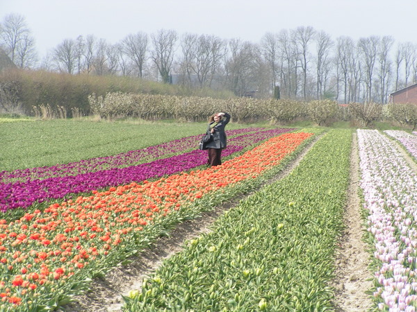 Her skulle have været et billede fra de hollandske tulipanmarker omkring Lisse.