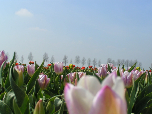 Her skulle have været et billede fra de hollandske tulipanmarker omkring Lisse.