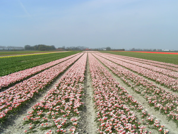 Her skulle have været et billede fra de hollandske tulipanmarker omkring Lisse.